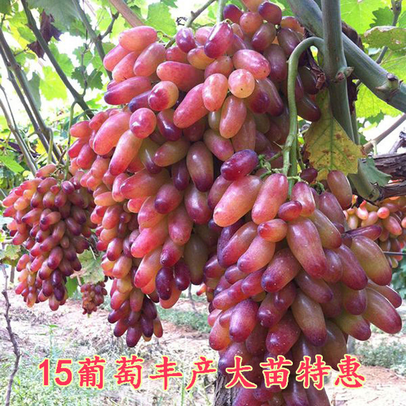 马奶提子葡萄苗 无籽白牛奶葡萄树苗 马乳葡萄无籽青提苗盆栽地栽