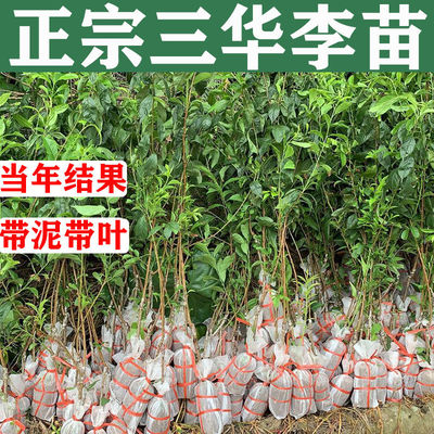 钱排银妃三华李子树苗红心嫁接特大三月李子树苗果阳台南北方种植