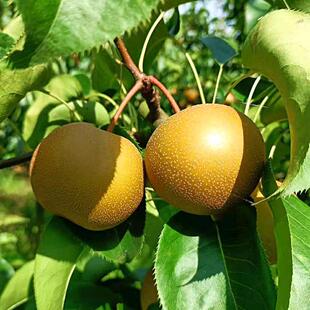 广东良种嫁接沙梨果苗盆栽梨树苗南北方种植当年结果带土带叶