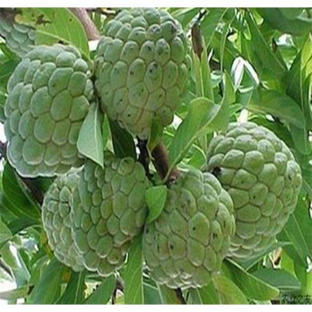 释迦果树苗 嫁接番荔枝 释迦果苗林檎果苗佛头果树苗带叶带土图片