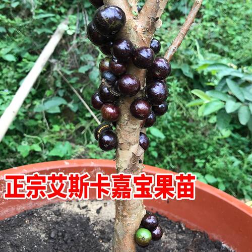 嘉宝果树苗 四季艾斯卡嘉宝果苗 名贵树葡萄苗果树苗盆栽带果