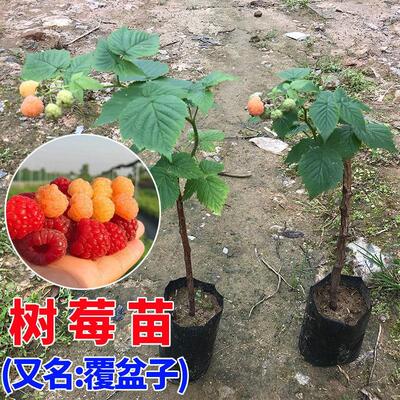 树莓苗 覆盆子树苗 黑树莓苗盆栽双季红树莓南方北方四季水果树苗