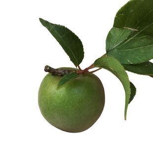 果树苗 青梅树苗 梅子 果梅树 地栽酸甜适中 果大核小 当年结果