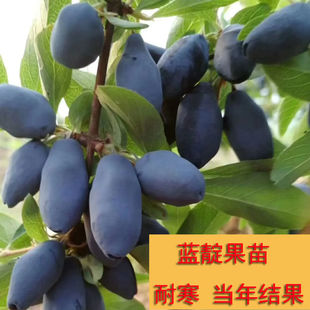 蓝靛果树苗东北耐寒新奇水果山茄子果正宗保真当年结果包活