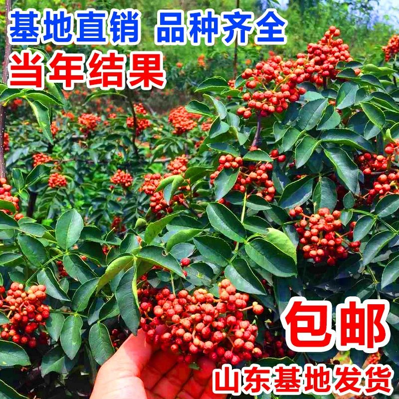 花椒苗树大红袍花椒树小苗无刺花椒四川藤椒盆栽地栽食用当年结果图片