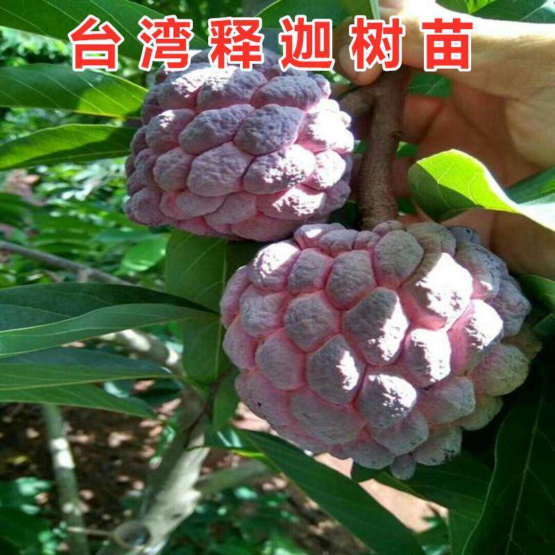 台湾凤梨释迦苗嫁接番荔枝佛头刺果林檎果树大苗地栽盆栽当年结果图片
