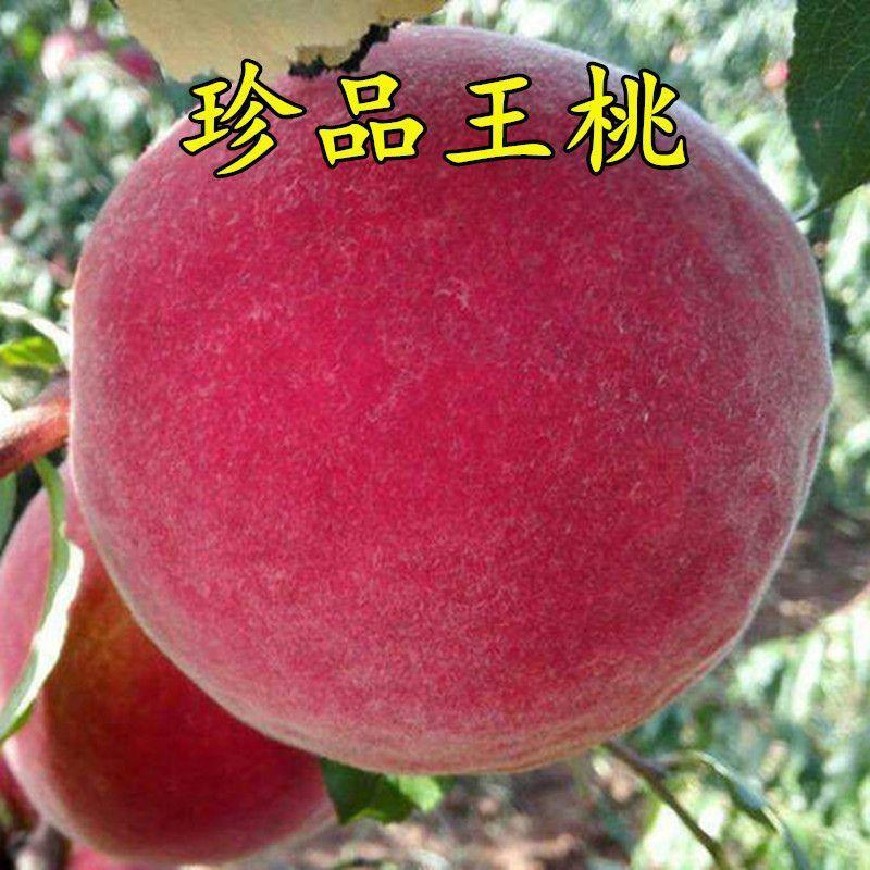 晚熟桃 珍品王桃树苗 果树苗嫁接桃苗 玉红巨雪桃树苗当年结果
