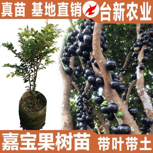 嘉宝果树苗四季红妃嘉宝果苗艾斯卡名贵珍稀树葡萄苗果树结果当年