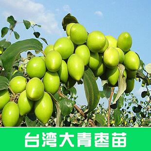 带土庭院种植果树大青枣树苗正宗嫁接台湾大青枣果苗树苗