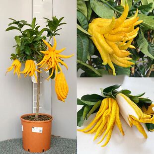 佛手柑盆栽带果千指佛手苗地栽柠檬苗南北方种植特大果香橼果树苗