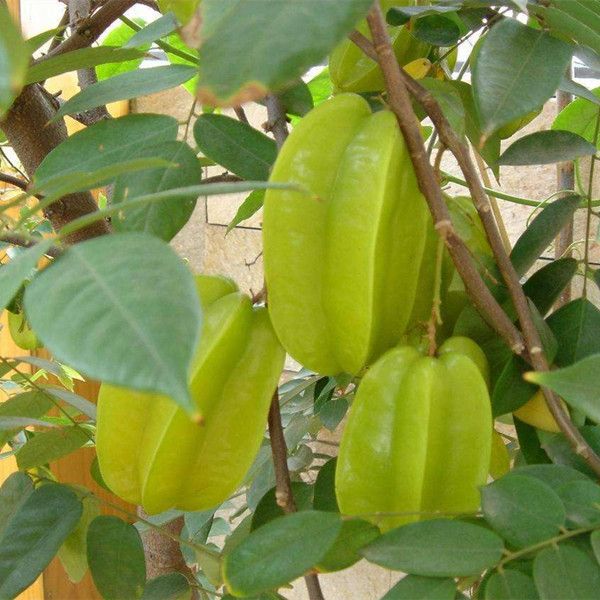 台湾甜杨桃嫁接树苗庭院植物 行道树木 嫁接果树苗 杨桃当年结果图片