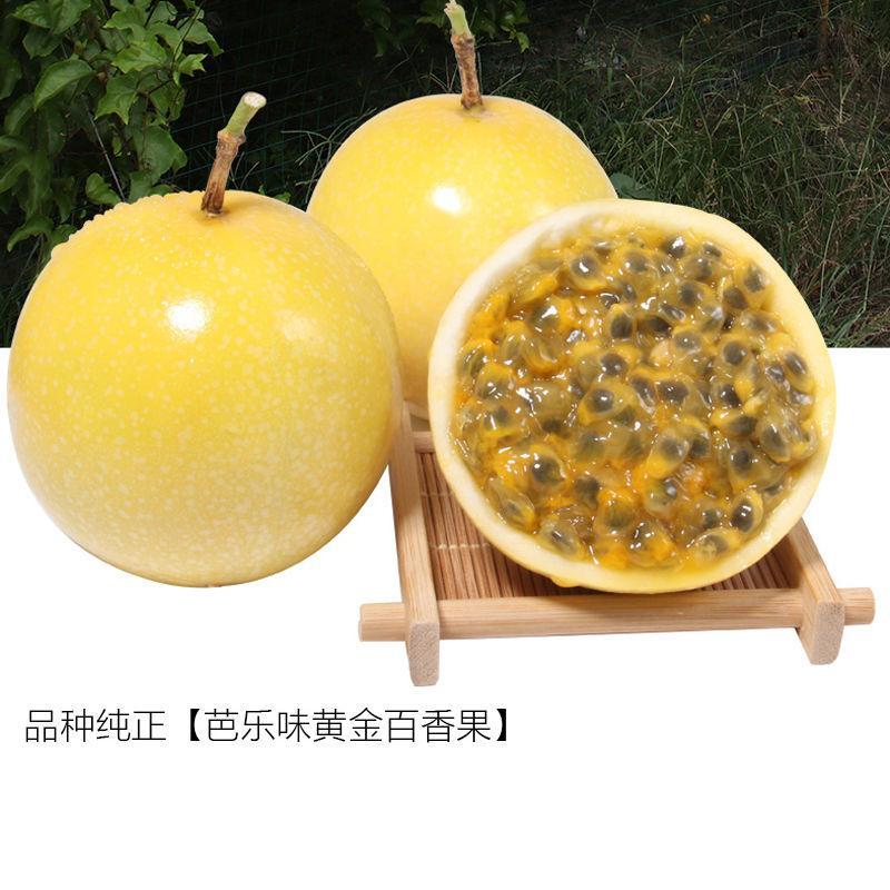 芭乐味黄金百香果苗四季不断结果嫁接苗特大带土香蜜金蜜果树果苗图片