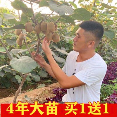 软枣猕猴桃苗南方北方种植猕猴桃树果苗红心黄心树苗嫁接当年结果