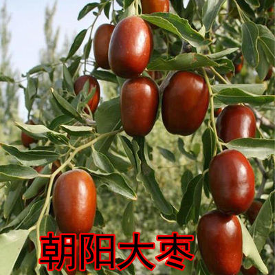 大枣东北大枣树苗朝阳大枣南北方种植耐寒枣树苗庭院种植枣树果苗