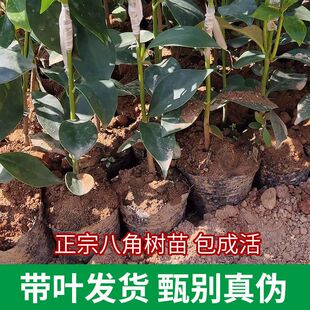 广西嫁接高产矮化大红八角营养杯树苗大料大茴香苗树南方北方种植