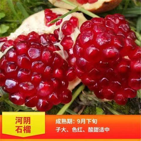 石榴树苗盆栽阳台矮化果树南北方无籽耐寒丛生多分枝带土带叶图片