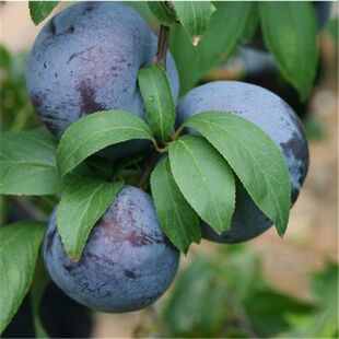 鸡血李树苗 红肉李血肉红李苗嫁接李子树苗当年结果南方北方种植