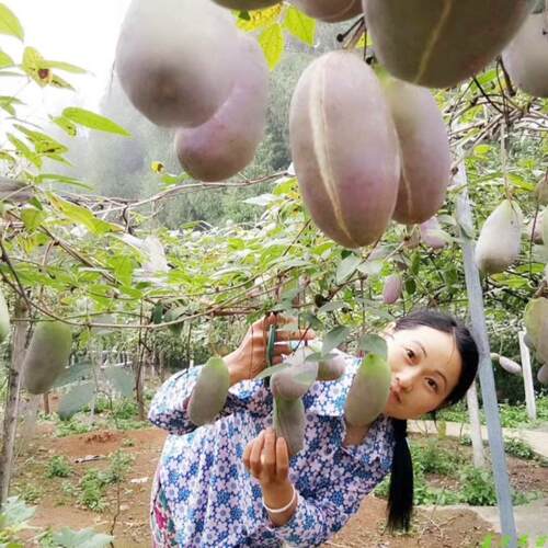 正宗八月瓜树苗庭院盆栽四季种植八月瓜苗八月炸苗当年结果苗