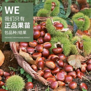 板栗树果苗南方北方种植大红袍迁西板栗嫁接苗当年结果特大栗子苗