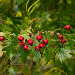 东北山里红树苗小山楂庭院盆栽红果盆景南北方四季易活特价包邮