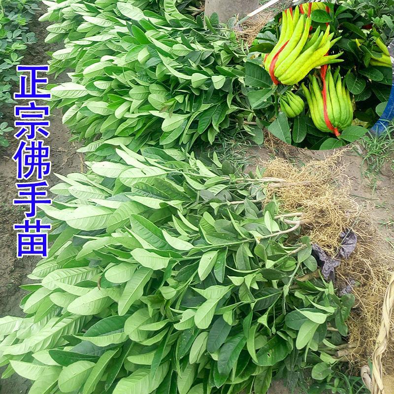 佛手苗室内盆栽花卉果树苗金华佛手花苗净化空气植物南方北方种植图片