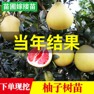 江西特产广丰马家柚苗、红心柚子苗果树苗