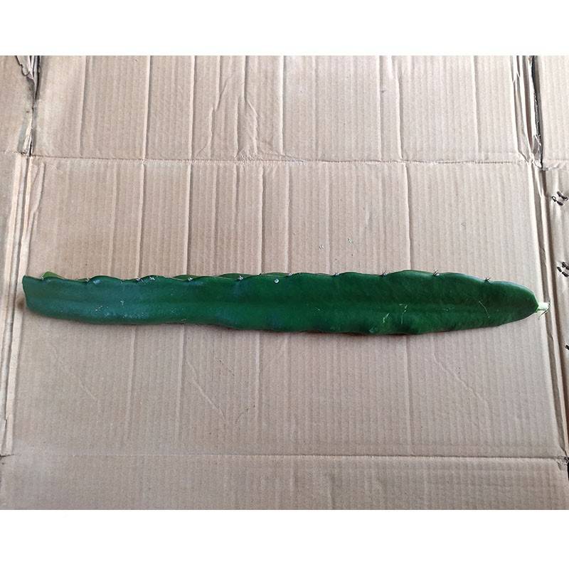 清粉龙种果肉火肉果苗适50628色合甜子盆自汁粉品果多综红合白的