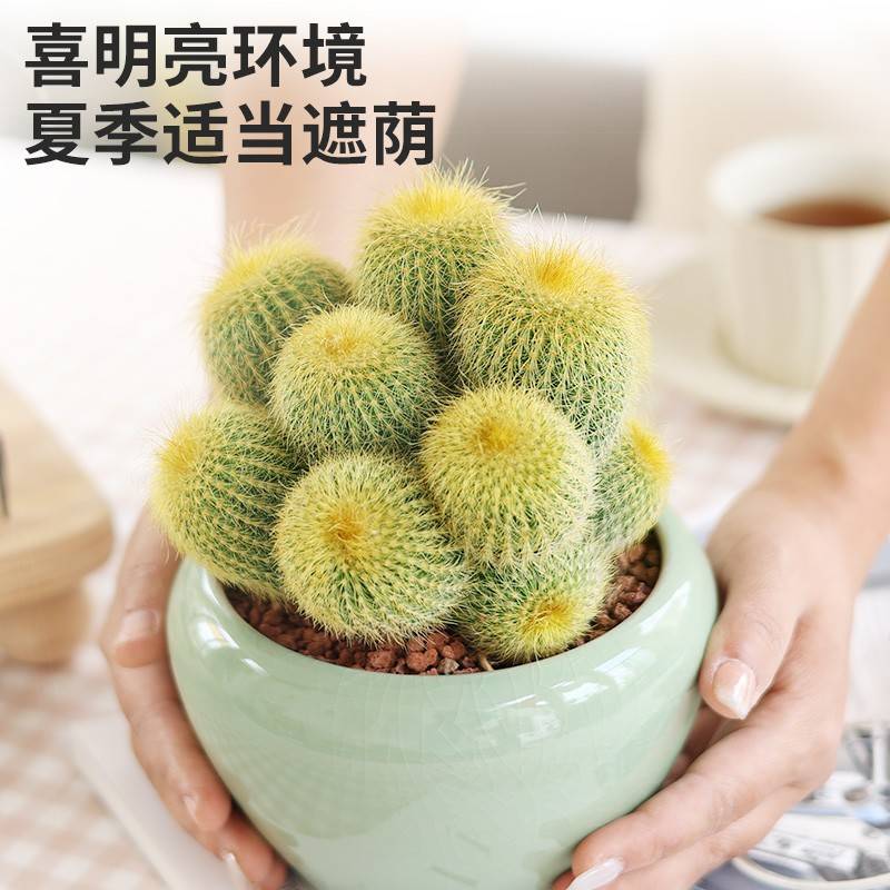 头仙人花76939球仙盆多肉多物栽办公室人卉好金养桌植面掌绿冠植