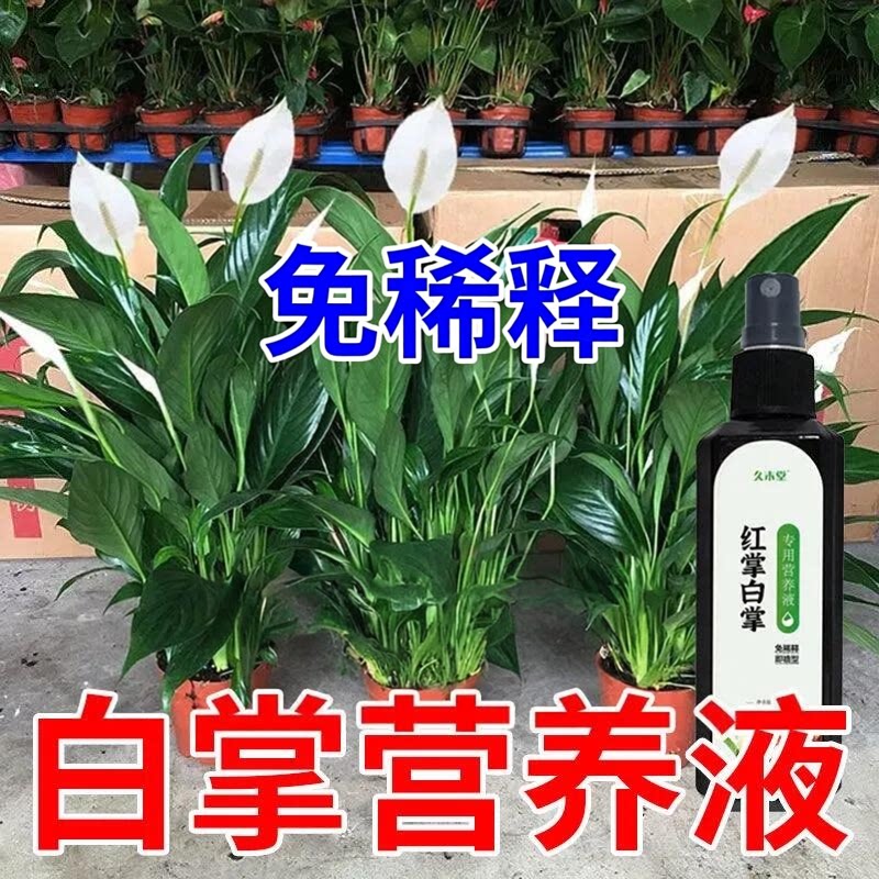 【一帆风顺】白掌专用营养液红掌专用肥保花专治黄叶烂根不开花