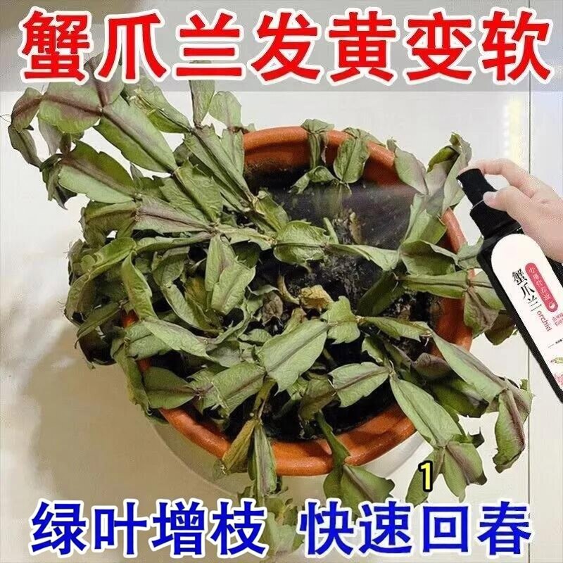 【长疯了】蟹爪兰营养液专治发软干瘪烂根不开花免稀释生根专用肥