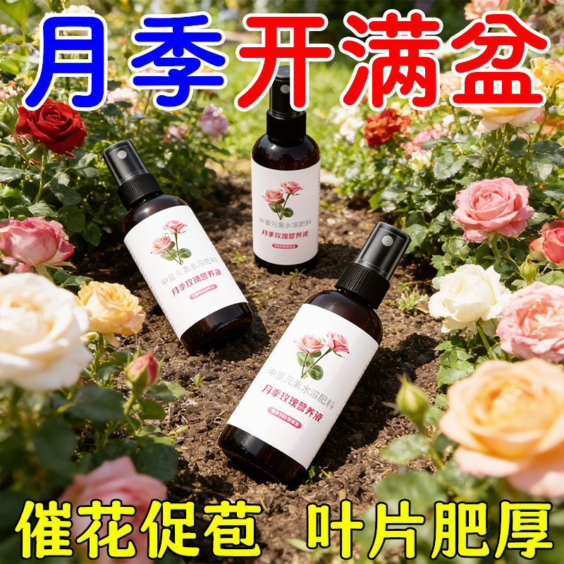 月季玫瑰营养液防黄叶不开花
