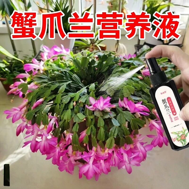 蟹爪兰专用营养液蟹爪兰开花