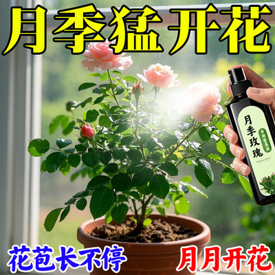 花神纪月季玫瑰免稀释营养液