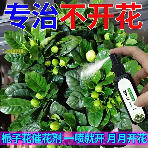 【月月开花】栀子花专用营养液治黄叶烂根催芽促开花防掉花苞肥料-封面