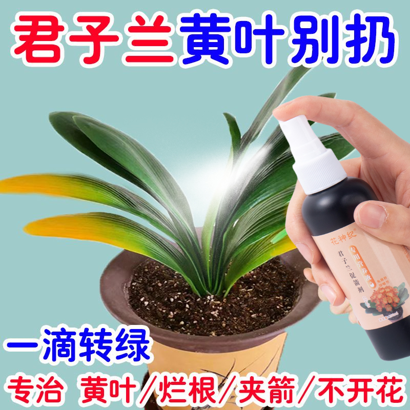 【急救黄叶】君子兰营养液急救叶子发黄烂叶烂根促箭催开花免稀释