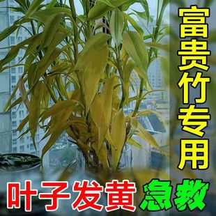 富贵竹营养液叶子发黄枯瘦烂根专用营养液水培土培防黄叶生根肥料