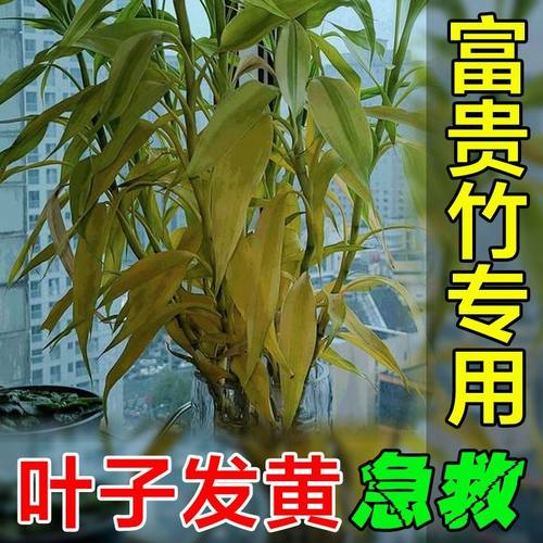 富贵竹营养液叶子发黄枯瘦烂根