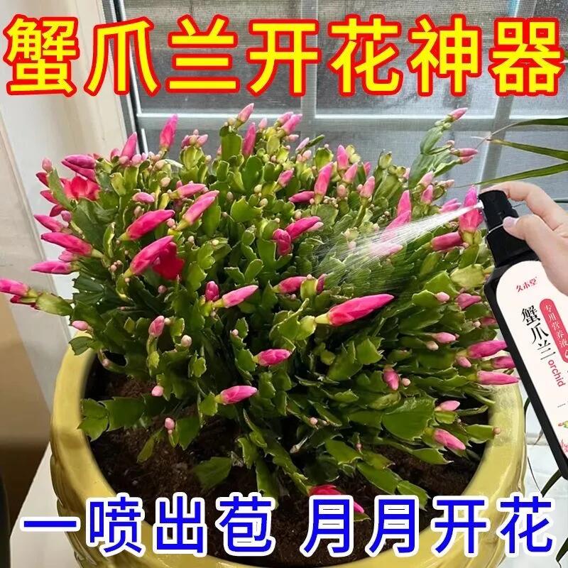 【软烂干瘪】蟹爪兰急救发蔫软烂黄叶不开花壮根液体肥专用液体肥