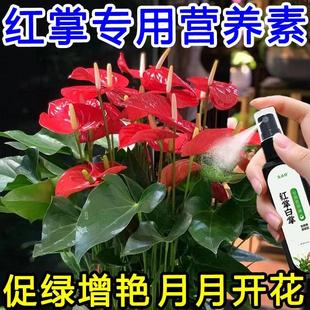 【久开不败】红掌白掌专用肥一帆风顺催花开花肥料盆栽花卉营养液