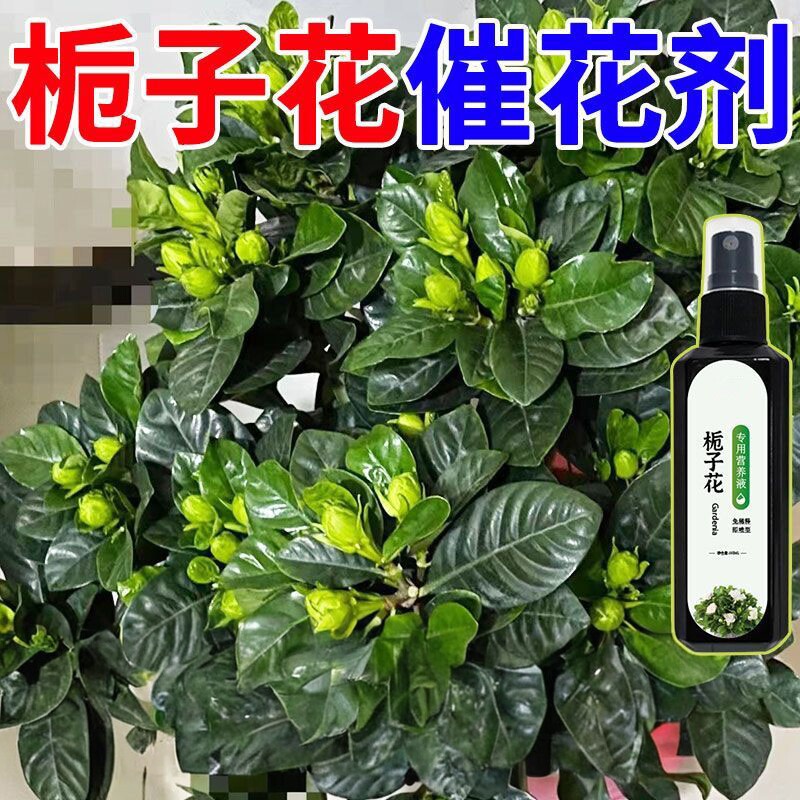 栀子花专用营养液肥料