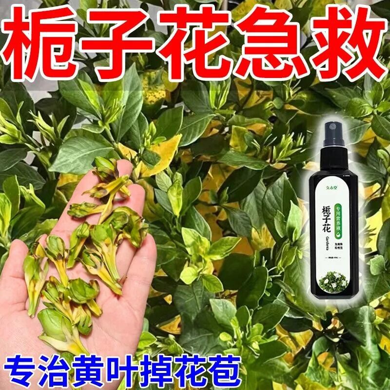 栀子花专用营养液治掉花苞黄叶枯叶生长缓慢催花苞促开花延长花期