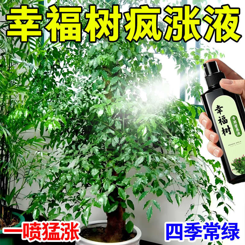 幸福树专用营养液治黄叶落叶