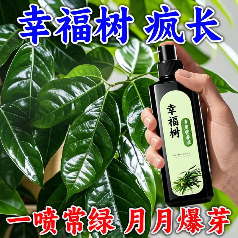 幸福树专用肥料营养液盆栽水培