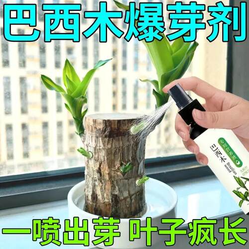 免稀释巴西木专用营养液家用花卉盆栽植物液体肥室内花肥料幸运木 - 封面