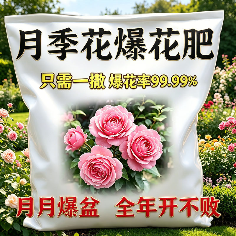 快速开花粉小包装玫瑰月季