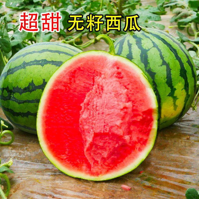 冰糖麒麟西瓜种子麒麟西瓜8424西瓜种籽四季种植水果蔬菜苗秧种孑