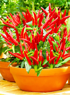 满天星红色朝天椒盆栽阳台种植小米辣椒种子辣椒泡椒特辣蔬菜种子