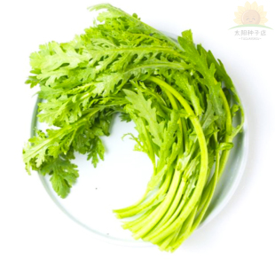 小叶茼蒿种子籽四季茼蒿菜种皇帝菜秋冬季籽种青菜蔬菜孑茼蒿种籽