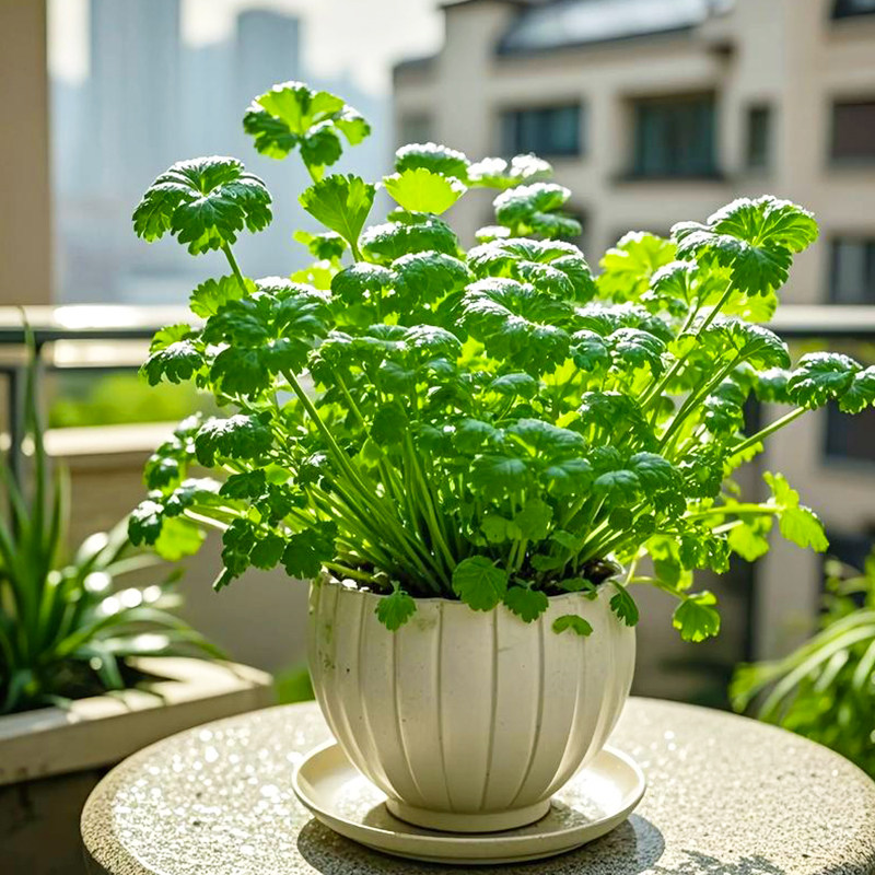 四季香菜种子高产大叶芫荽籽种易种耐热中小香菜种子阳台蔬菜大全