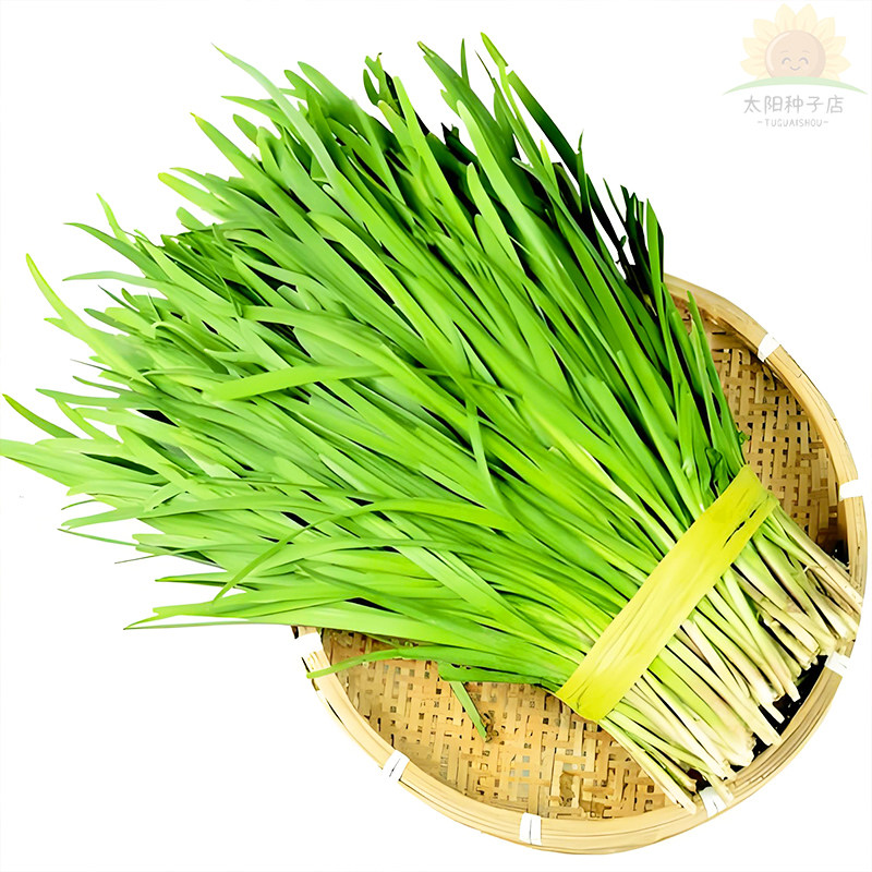 791宽叶韭菜种子高产白根雪韭菜籽阳台盆栽四季种植耐热寒蔬菜种,鲜花速递/花卉仿真/绿植园艺,家庭园艺种子,淘宝优惠券,粉丝福利购,淘宝优惠卷